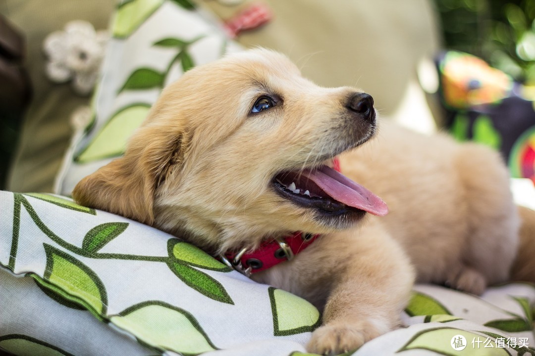 【值日声】猫狗年均消费5016元!全球最受欢迎宠物top10,哪只让你有养的冲动?