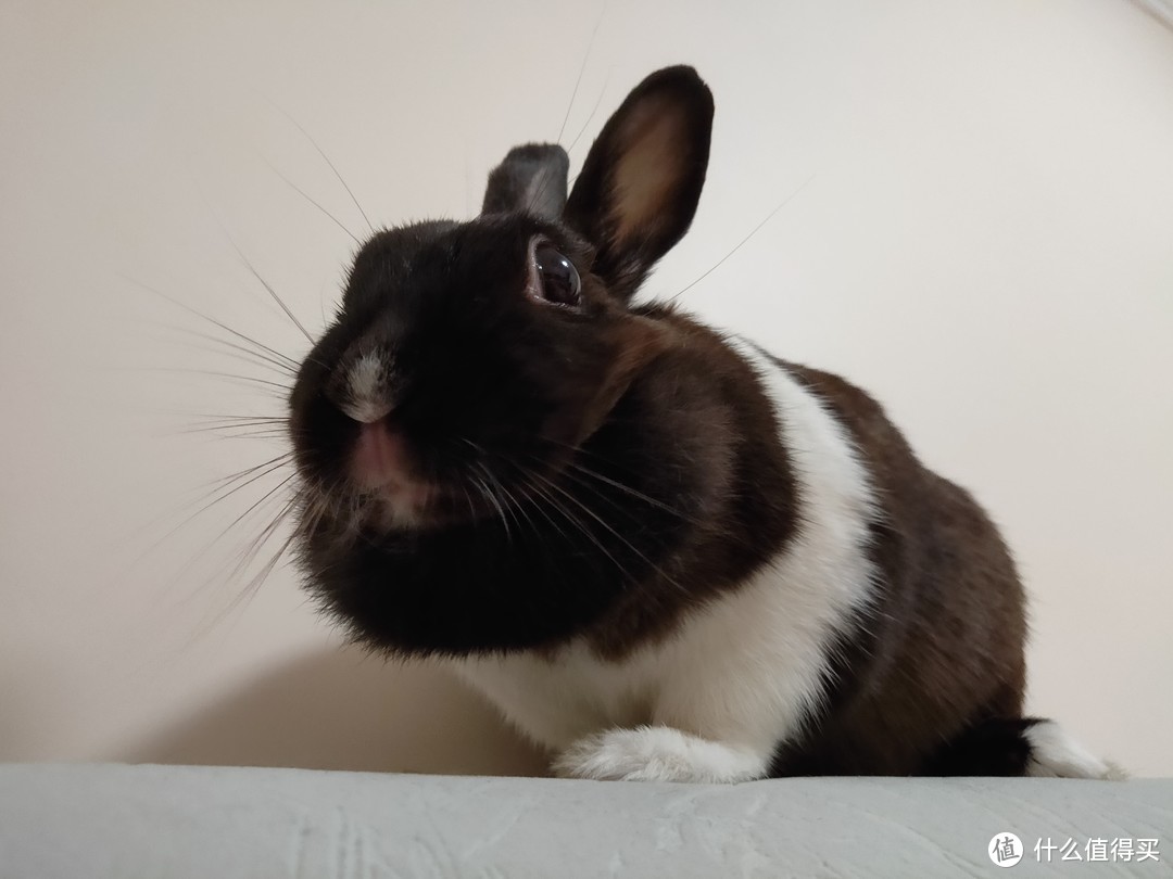 养兔的方法和技巧