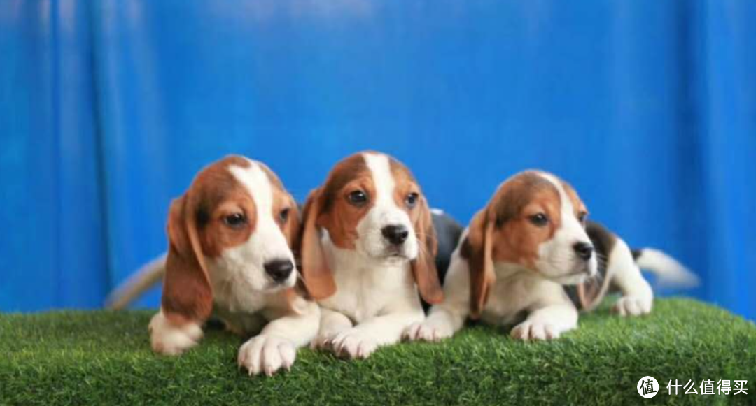 狗竟然可以做实验动物?