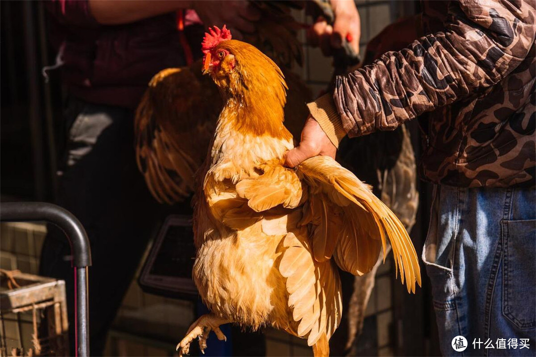 真正的土鸡卖100元一只贵吗?养殖成本是多少?很多人不知道