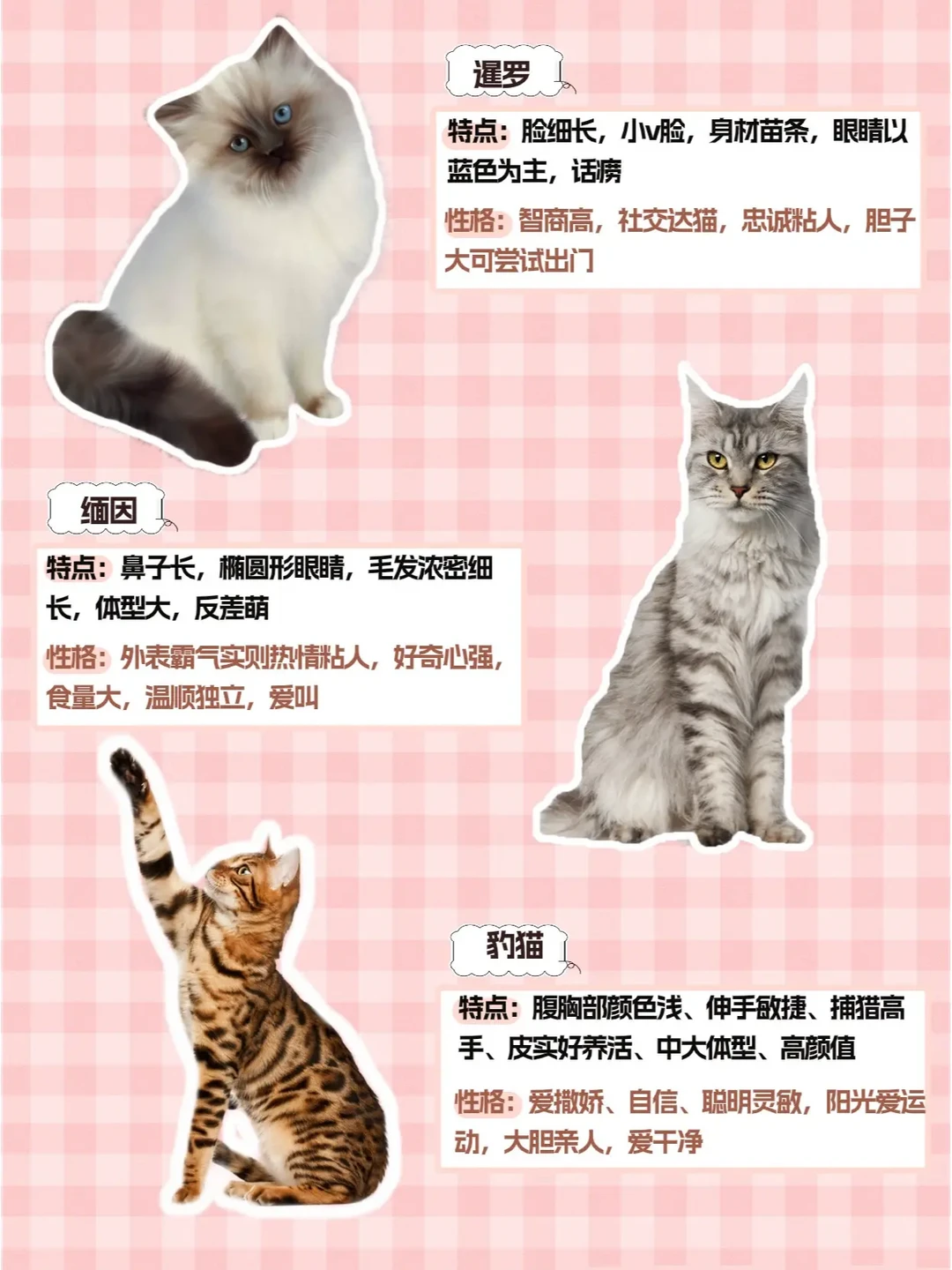 根据猫咪品种和性格选择适合您的宠物指导