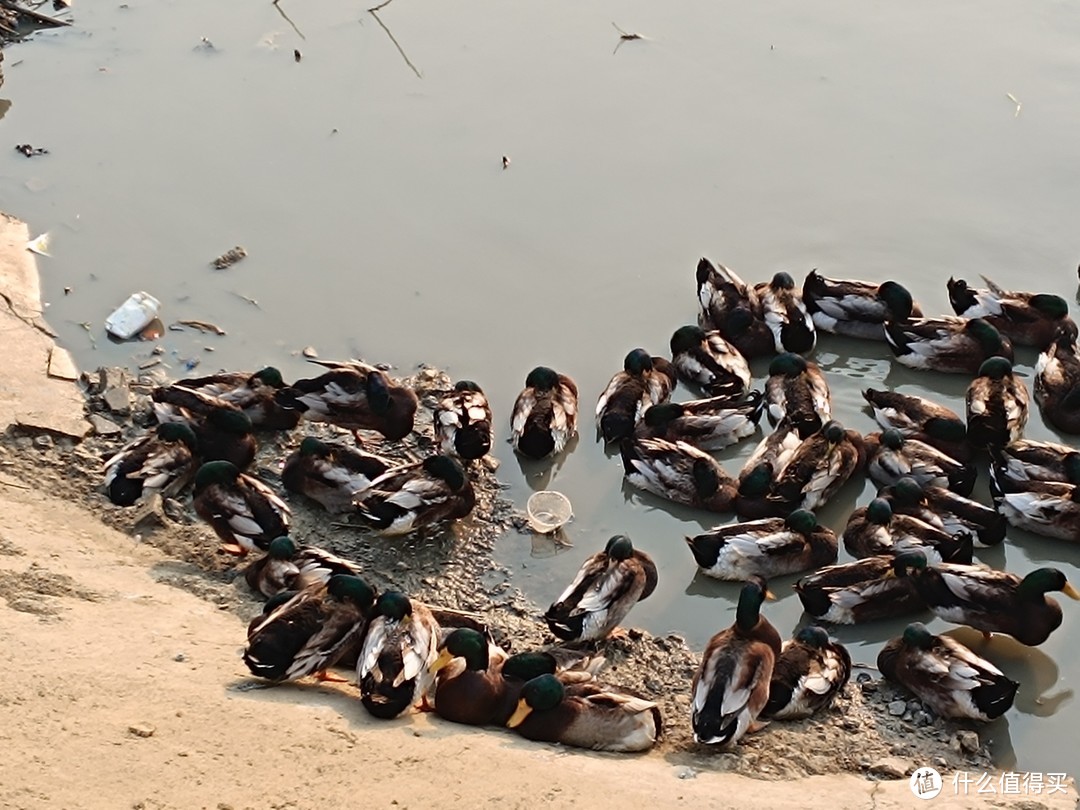 村头买鸡鸭,年味里的节俭智慧